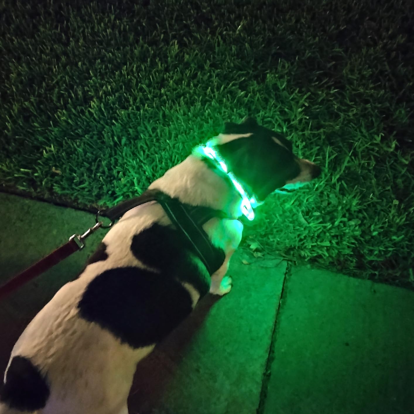 Silicone LED Dog Collar,USB Re - Tech Dog Accessories 评论和价格